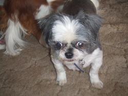 /images/shi-tzu_maggie_mae_250x187.jpg